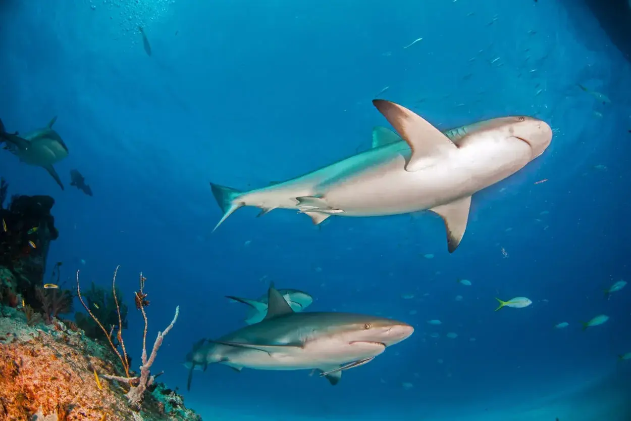 Un grupo de tiburón de arrecife nada en aguas azules claras, cerca de un arrecife de coral.