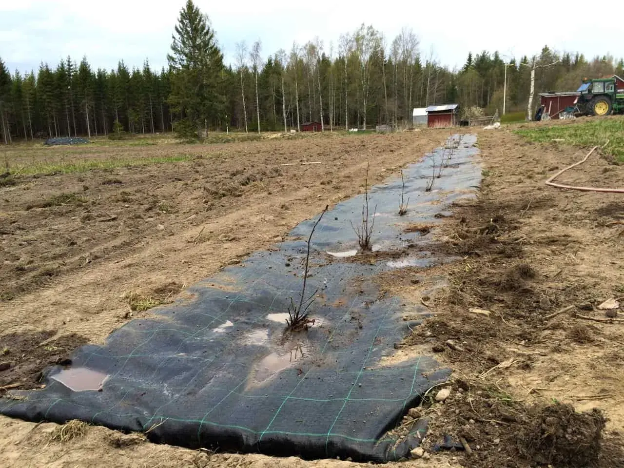 Nyplanterad aronia buske rad på en åker, täckt med markduk. Traktor och byggnader i bakgrunden.