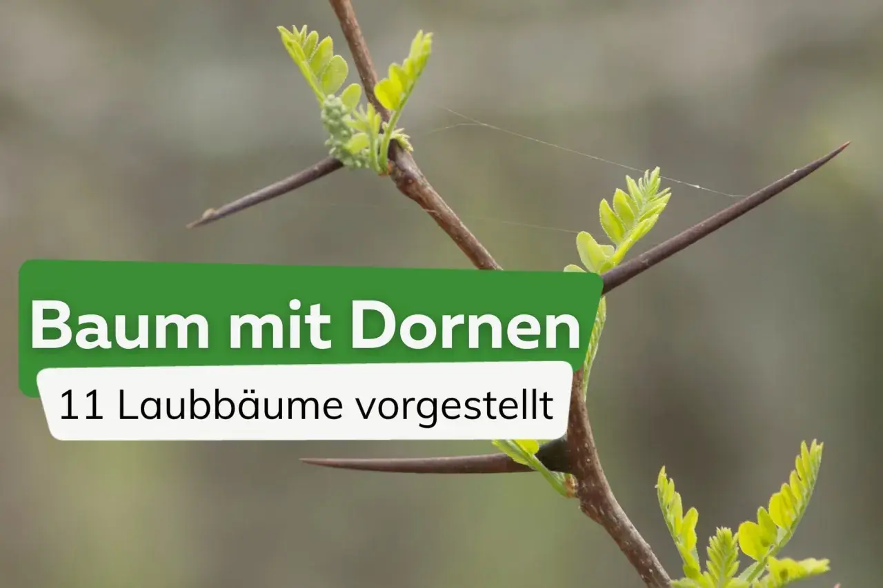Ein Ast mit jungen Blättern und langen, spitzen Dornen. Der Text "Baum mit Dornen" und "11 Laubbäume vorgestellt" ist überlagert.