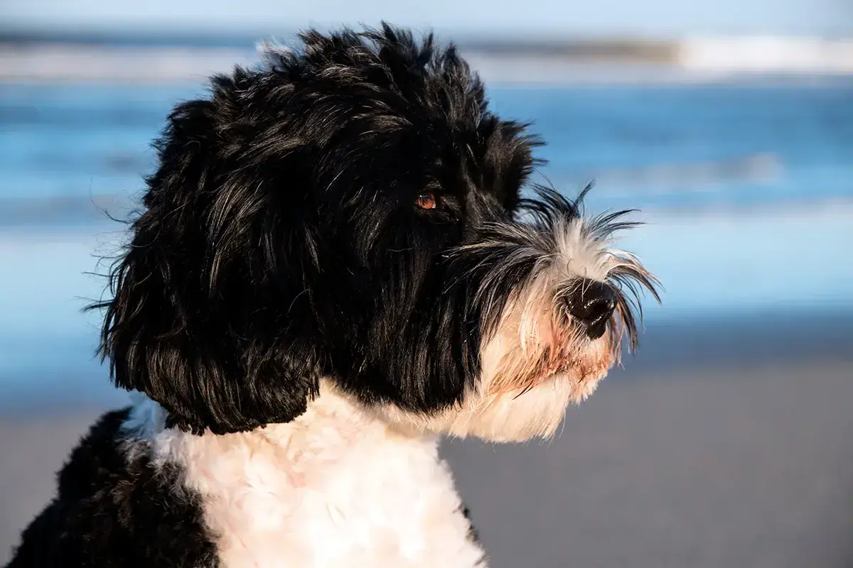 Perro de agua negro y blanco en la playa. ¿Cuánto dura un perro de agua? ¡Toda la vida si lo cuidas bien!