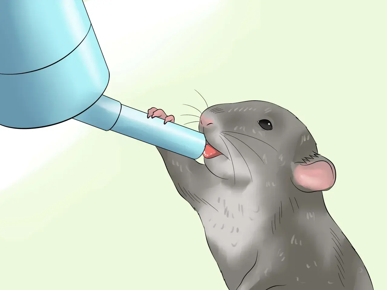 Una rata gris bebe agua de un dispensador azul. Esto nos muestra que las ratas comen y beben para sobrevivir.