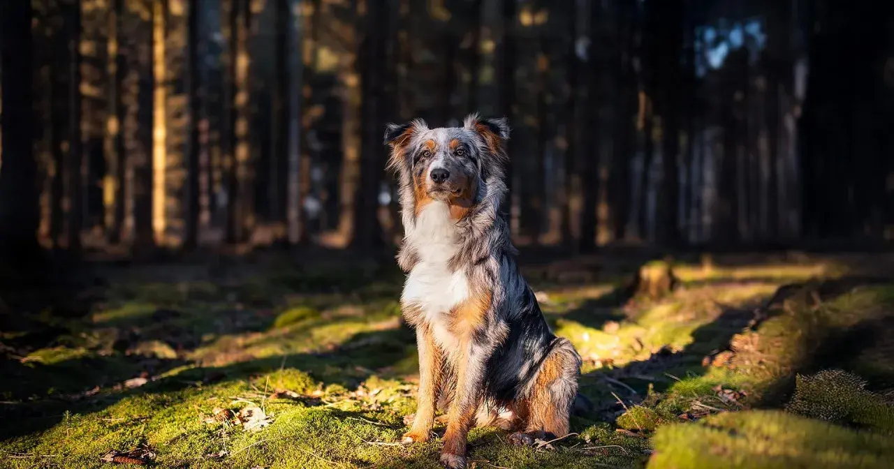Ein wunderschöner Australian Shepherd sitzt im Sonnenlicht im Wald. Sein Fell ist eine Mischung aus Grau, Braun und Weiß.