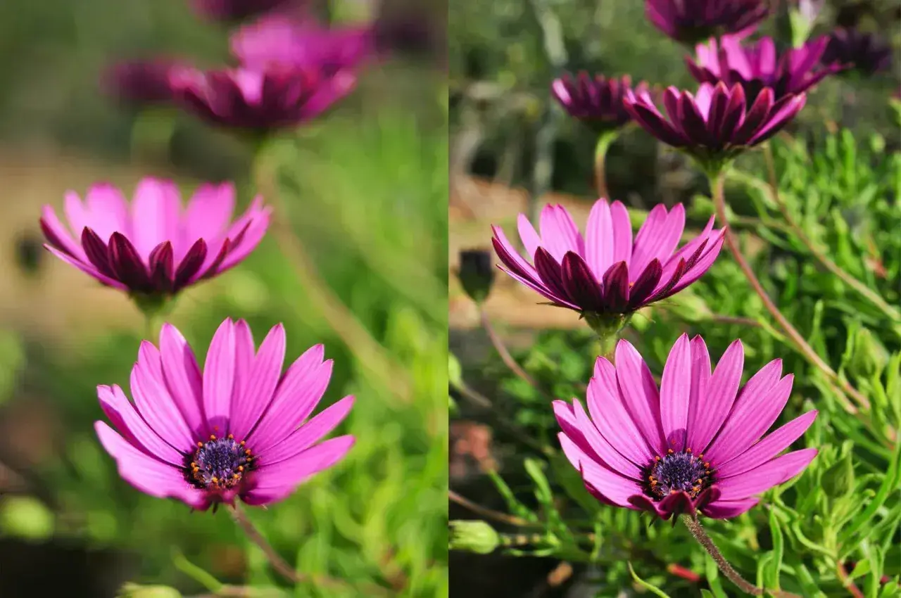 Dwa ujęcia kwiatów osteospermum. Po lewej stronie, z małą głębią ostrości, kwiaty są rozmyte. Po prawej, z większą głębią ostrości, są wyraźne.