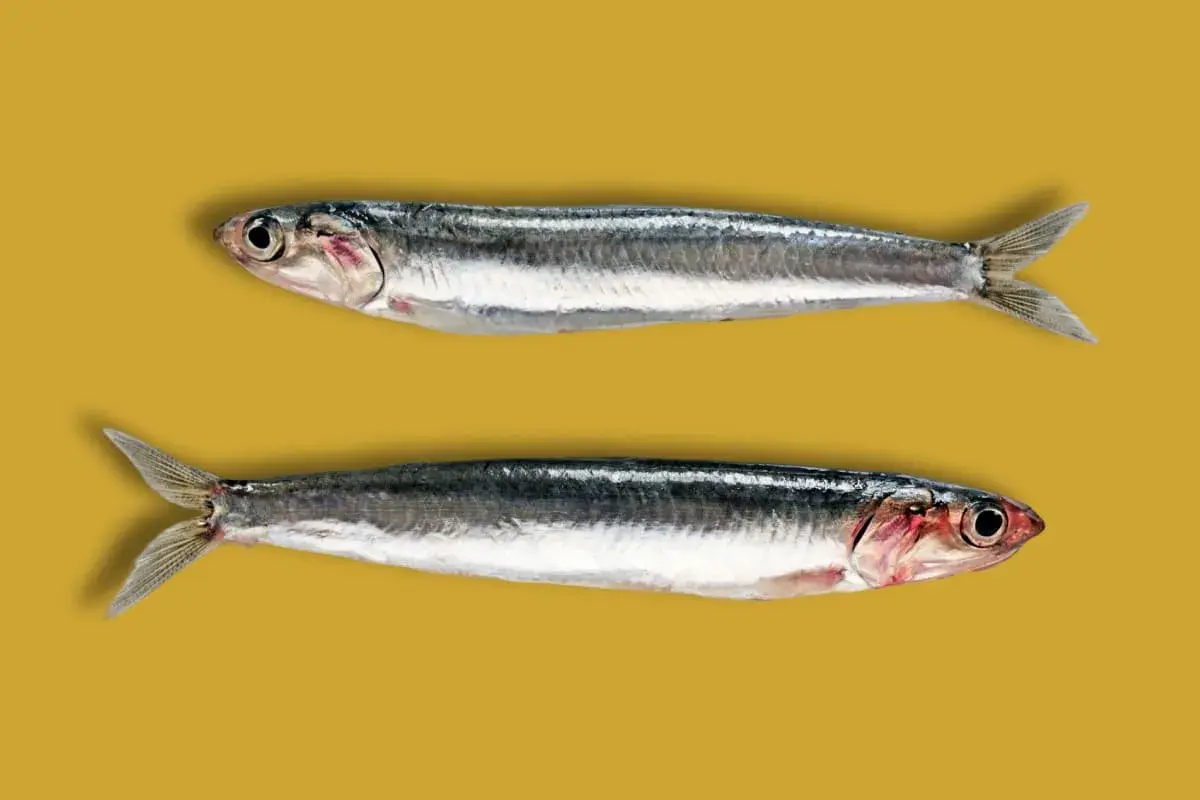 Dos boquerones frescos, listos para la cocina. ¡Anchoa y boquerón es lo mismo!