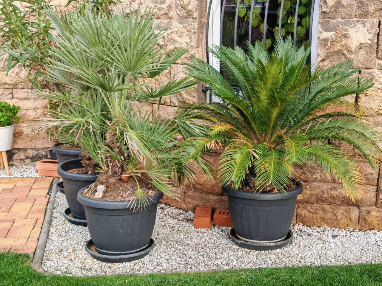 Zwei verschiedene palmen arten in Töpfen vor einer Steinwand. Eine Palme hat fächerförmige Blätter, die andere hat gefiederte Blätter.
