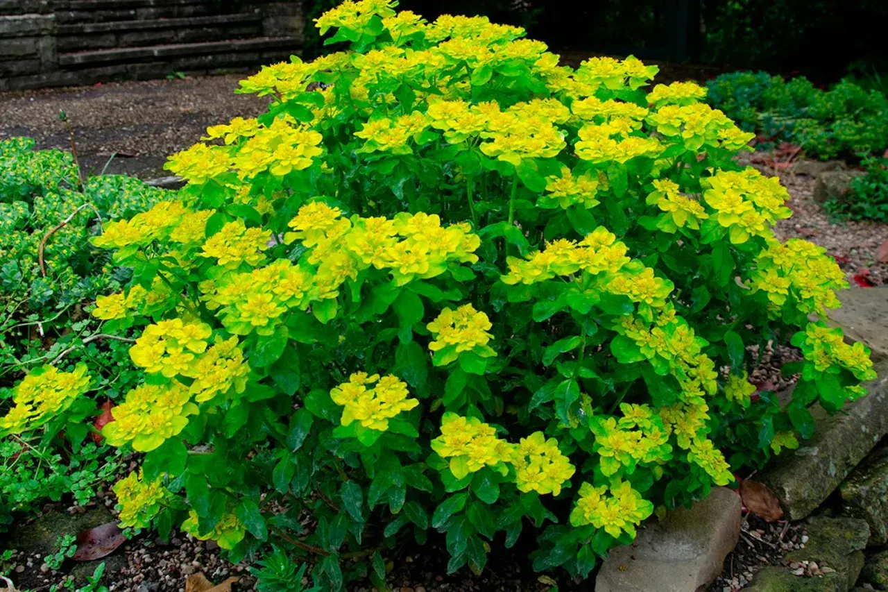 En frodig buske med klargula blommor, en favorit i trädgården som sniglar inte gillar.