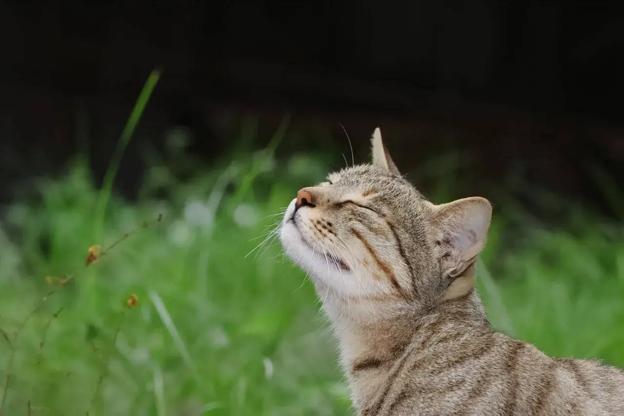 A tabby cat tilts its head back, eyes closed, as if savoring a pleasant scent. This serene moment contrasts with the knowledge of what smells cats hate.