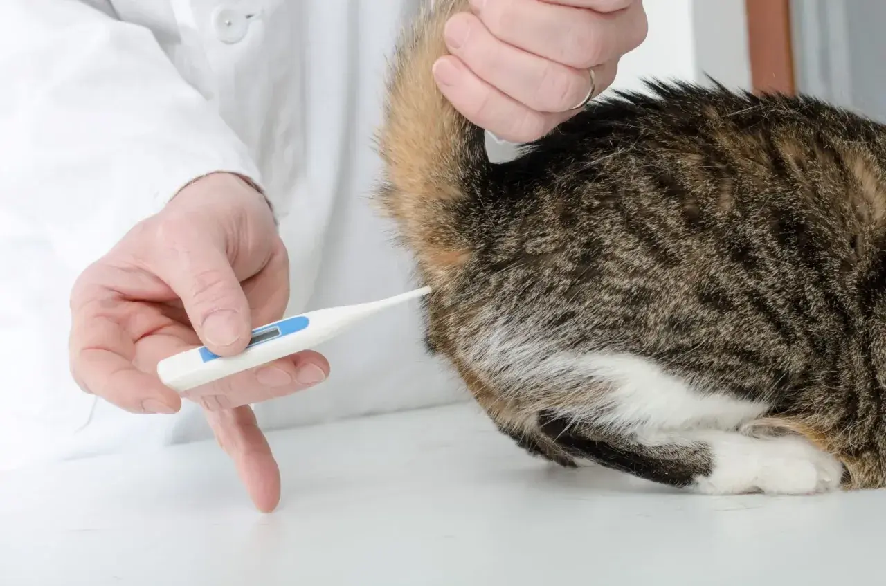 Tierarzt misst die Temperatur einer Katze mit einem digitalen Thermometer.