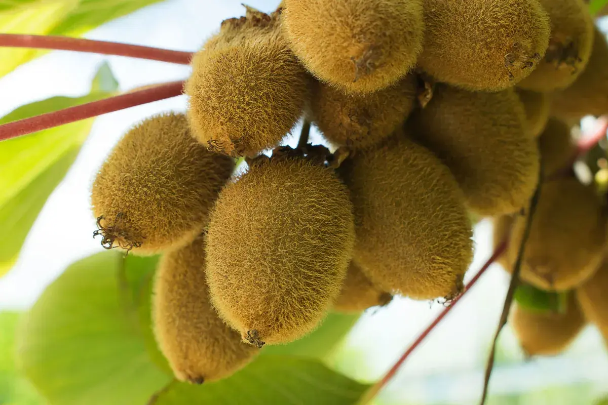 Ein Bund reifer, pelziger Kiwis hängt an einem Ast. Die Kiwi-Pflanze trägt viele Früchte, die bereit zur Ernte sind.