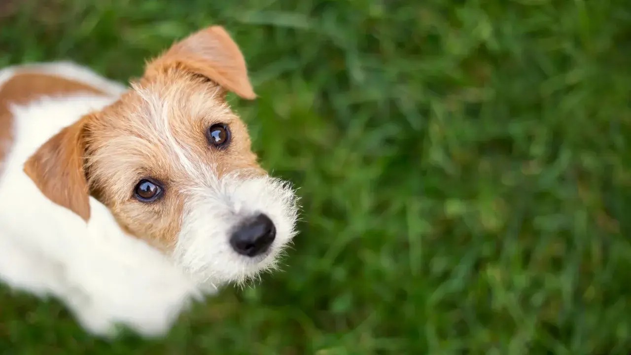 Ein niedlicher Jack Russell Terrier blickt neugierig in die Kamera. Diese Rassen sind bekannt für ihre Energie.