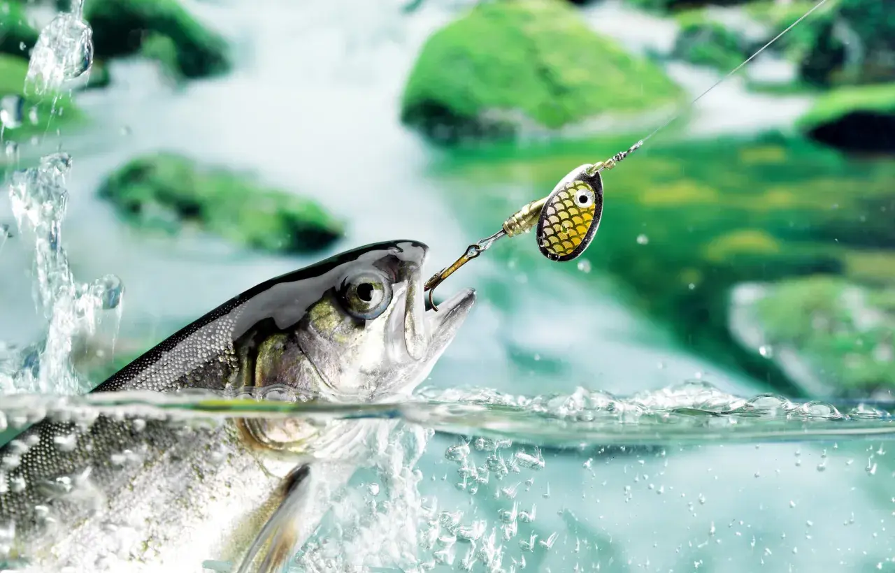 Ein Fisch schnappt nach einem Spinnerköder, der beim Spinnangeln verwendet wird. Das Wasser spritzt, während der Fisch aus dem Fluss springt.