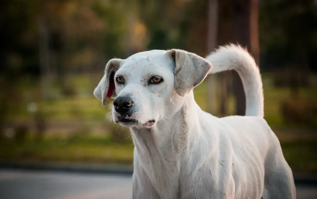 Cane bianco con sguardo intenso, forse un cane con rabbia, in un ambiente naturale sfocato.