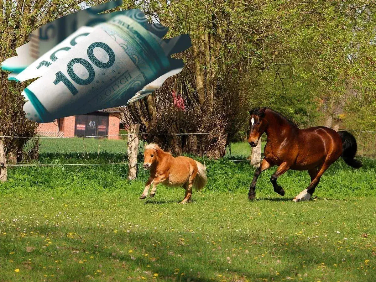Dwa konie, duży i kucyk, biegają po łące. Nad nimi leci zwinięty banknot 100 zł, symbolizując dopłaty do koni.