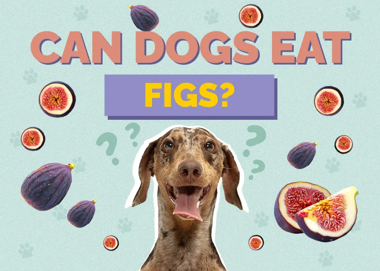 A dog looks up curiously, surrounded by whole and sliced figs, with the question "CAN DOGS EAT FIGS?" prominently displayed.