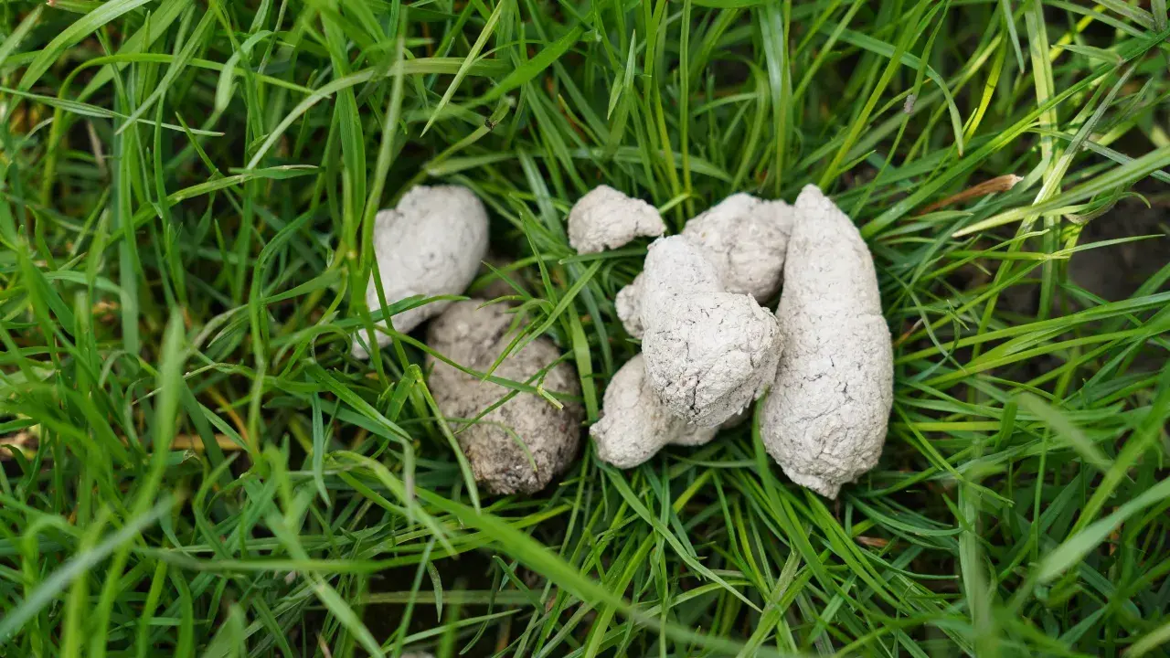 Kupa psa na trawie, z widocznymi białymi kropkami w kale.