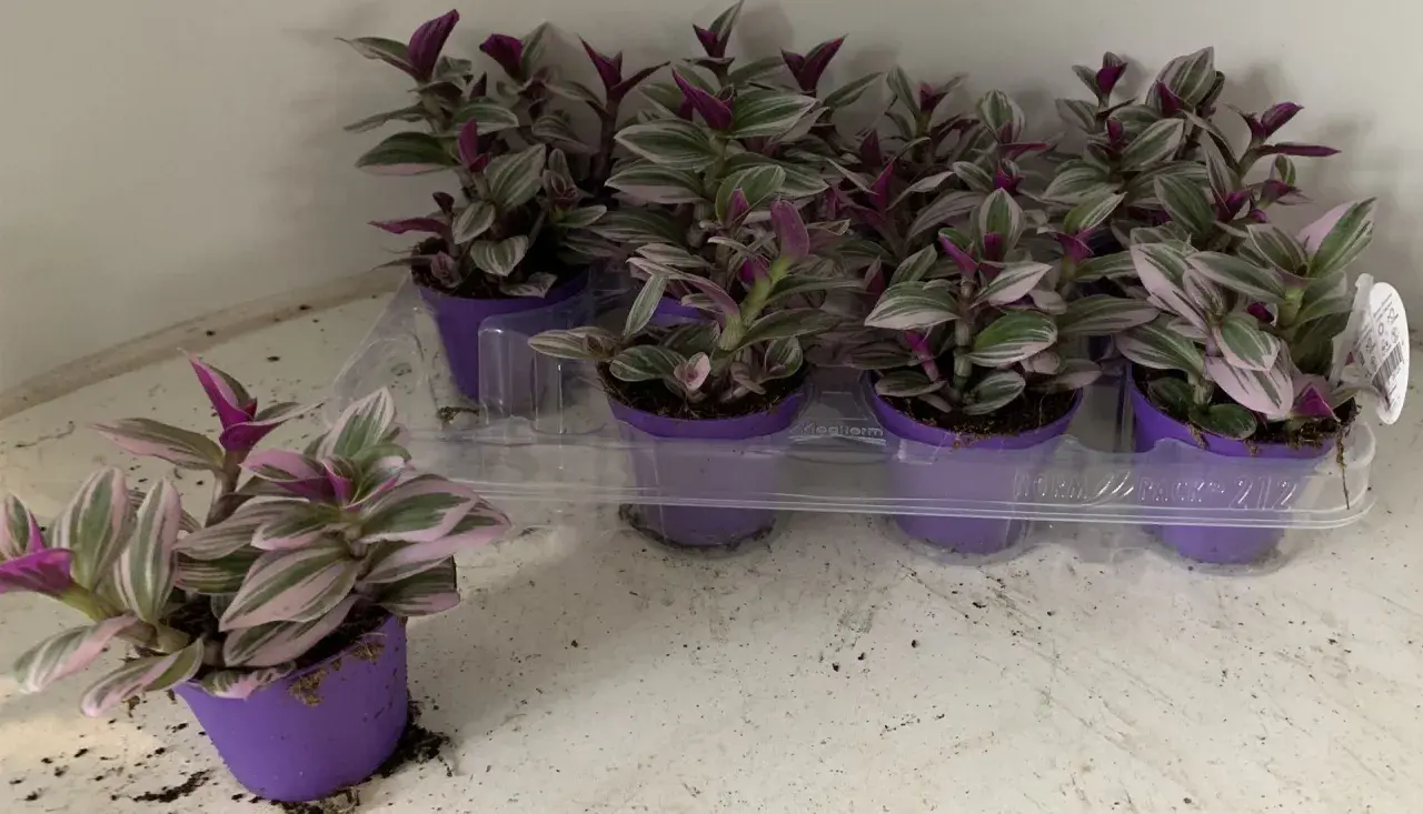 Kilka małych sadzonek Tradescantia Nanouk w fioletowych doniczkach, gotowych do rozsadzenia.