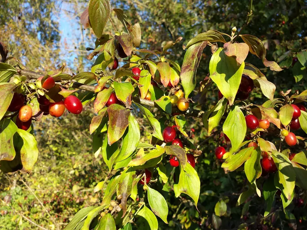 Rote Früchte am Strauch, die an Kornelkirsche erinnern. Vorsicht: Kornelkirsche giftig für den Verzehr.