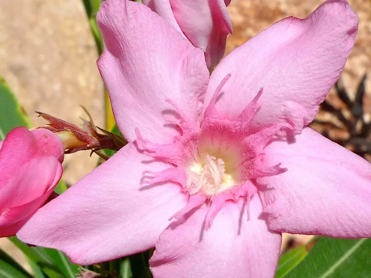 Piękny, różowy oleander. Pamiętaj, czy oleander jest trujący – jego piękno skrywa niebezpieczeństwo.