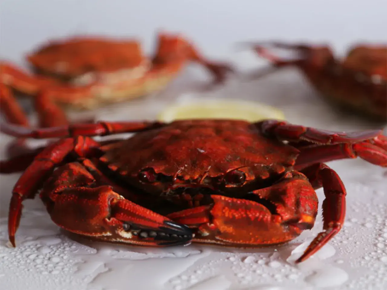 Una nécora gallega cocida, de color rojo intenso, reposa sobre una superficie con gotas de agua. Al fondo, otras dos nécoras.