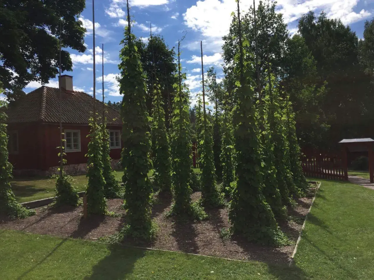 Höga humlestörar klättrar mot en blå himmel med moln. En röd stuga syns i bakgrunden. En idyllisk plats att odla humle på.