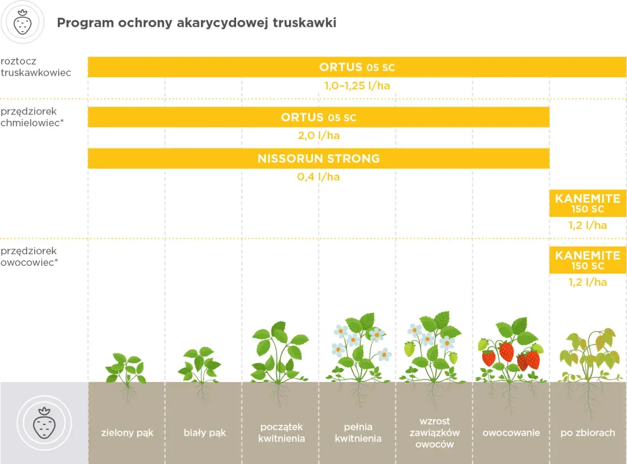 Wykres programu ochrony truskawek przed roztoczami, z etapami wzrostu roślin i nazwami środków.