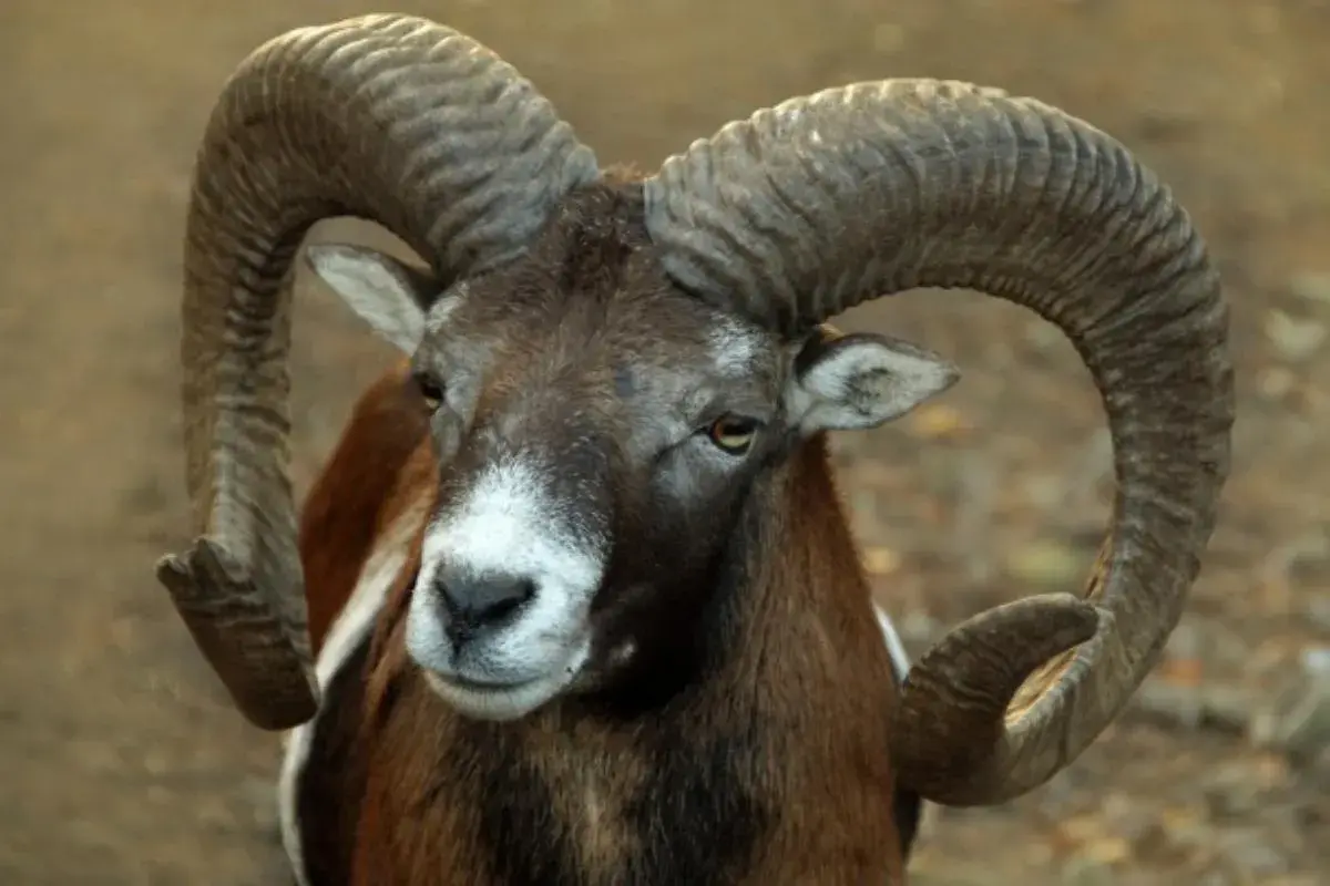 Un carnero salvaje con cuernos curvos y majestuosos. Las ovejas tienen cuernos impresionantes que muestran su fuerza.