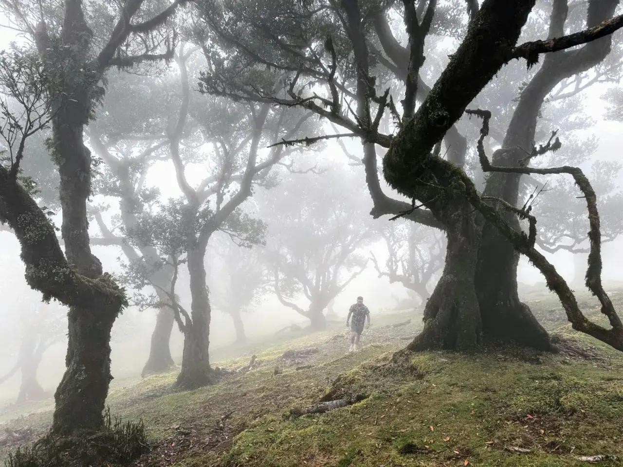 Ein Wanderer durchquert den mystischen Feenwald auf Madeira, wo moosbewachsene Bäume im Nebel wie alte Riesen stehen.