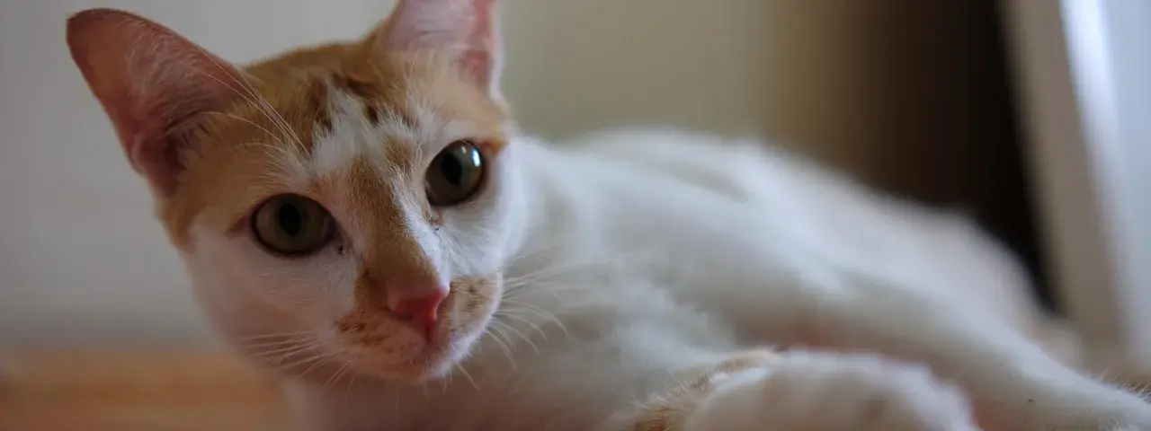 Gato blanco y naranja con ojos verdes, parece que mi gato huele mal.