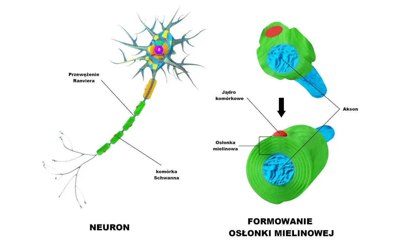 Kolorowa komórka nerwowa z wypustkami, aksonem i formowaniem osłonki mielinowej.