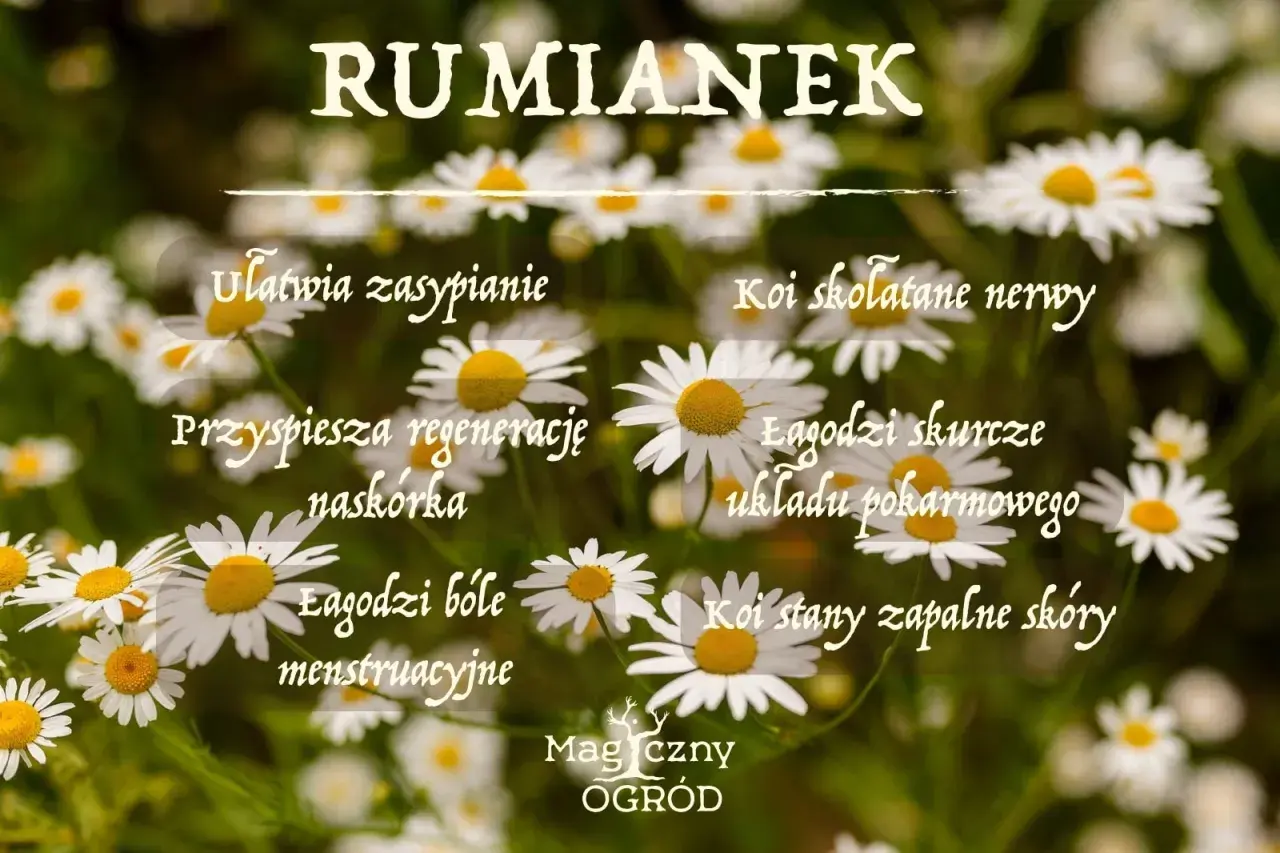 Rumianek: łagodzi bóle, ułatwia zasypianie, koi nerwy. Napar z rumianku to naturalne wsparcie dla zdrowia.