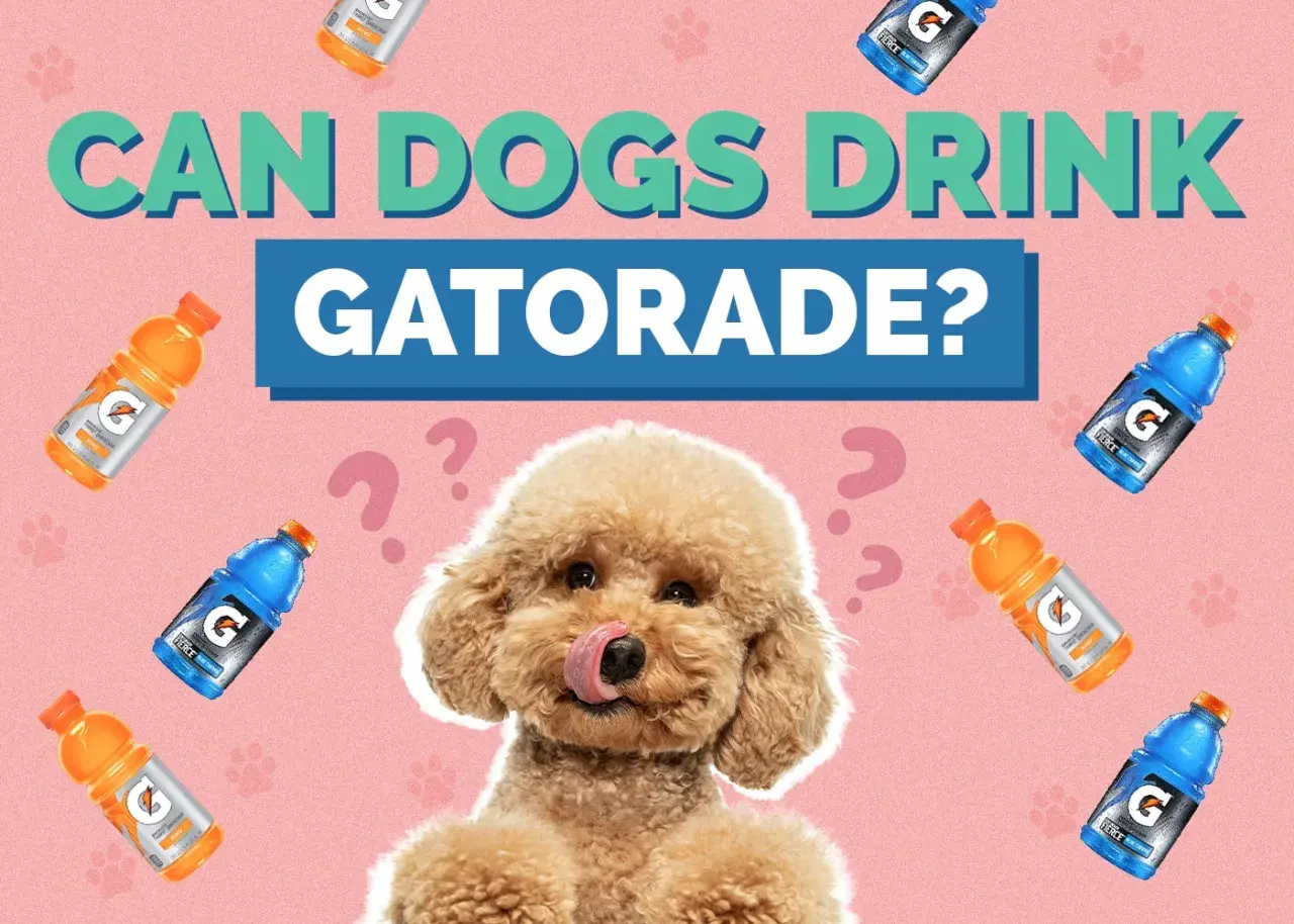 A fluffy dog looks up curiously surrounded by Gatorade bottles and question marks, asking "Can dogs drink Gatorade?