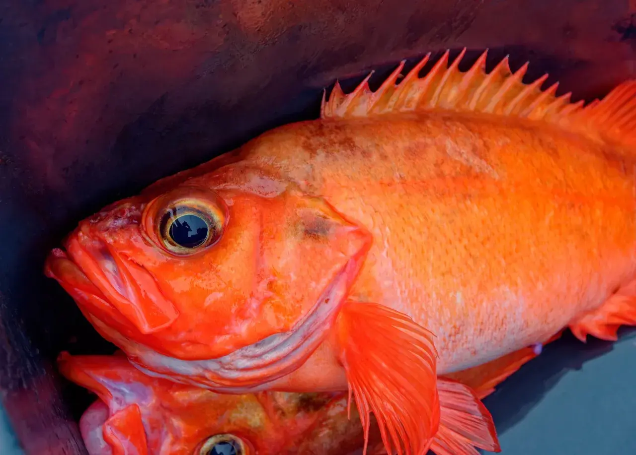 Nahaufnahme von zwei leuchtend orangefarbenen Fischen, die in einem dunklen Behälter liegen. Vorsicht bei giftigen Fischen in Norwegen!