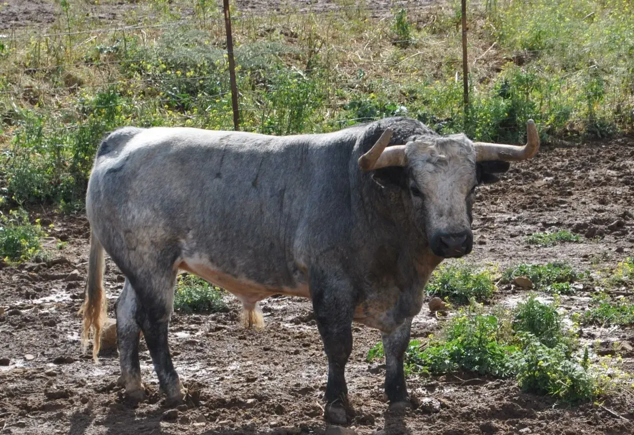 Toro bravo de ganadería rehuelga, con imponente cornamenta, pastando en un terreno embarrado y con vegetación.