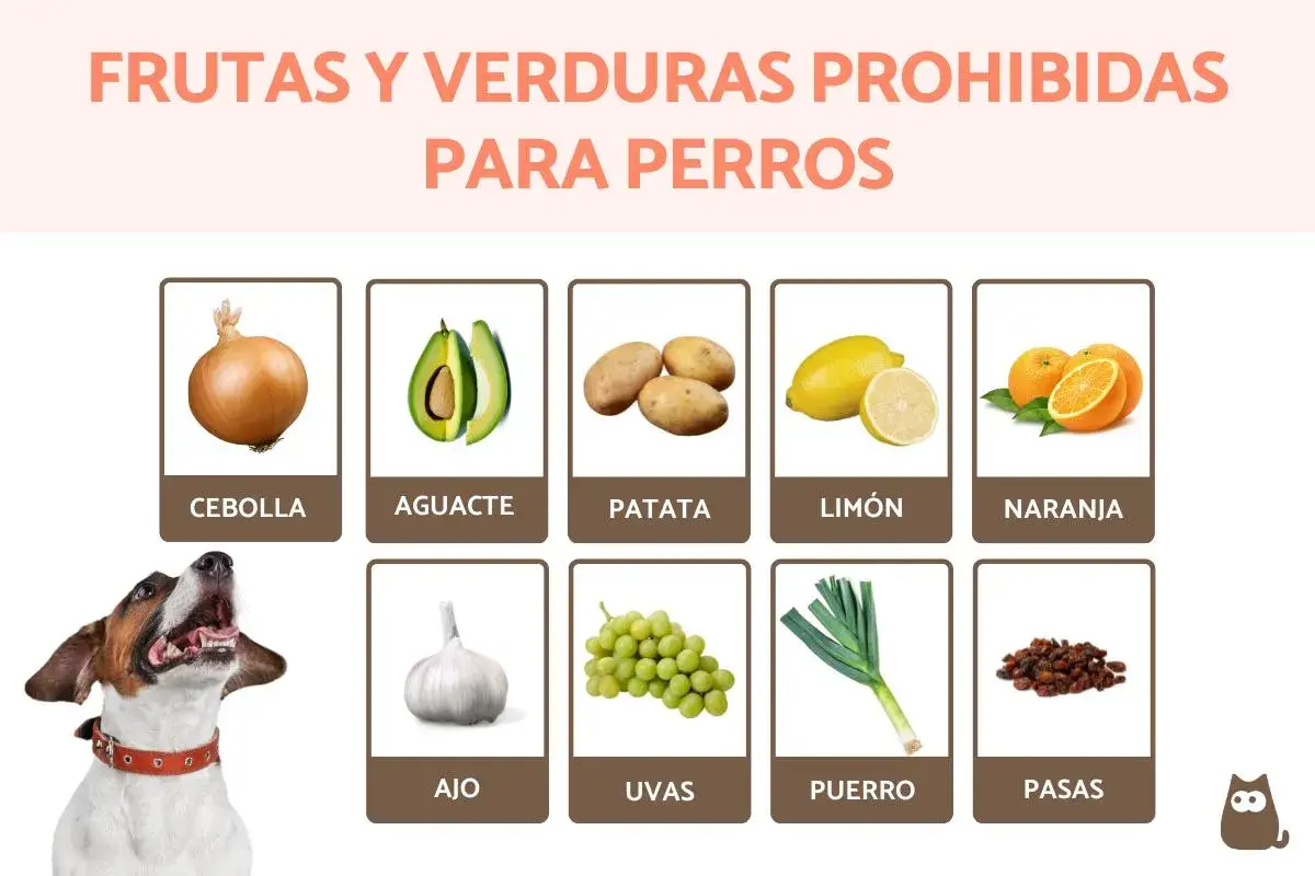 Lista de alimentos prohibidos para perros: cebolla, aguacate, patata, limón, naranja, ajo, uvas, puerro y pasas. ¡Cuida a tu mascota!