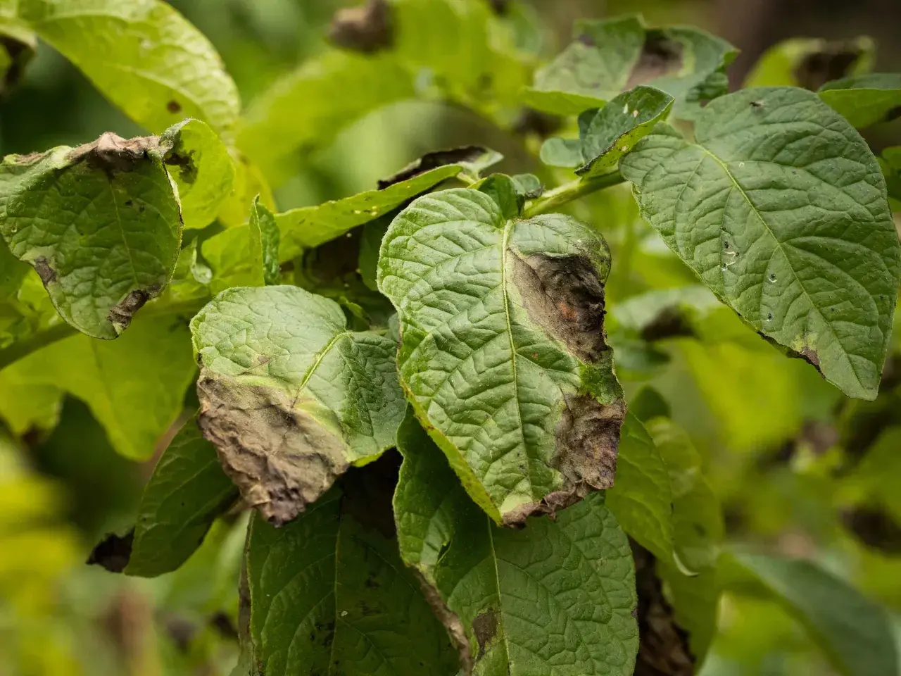 Feuilles de pomme de terre atteintes de mildiou, nécessitant un traitement fongicide.