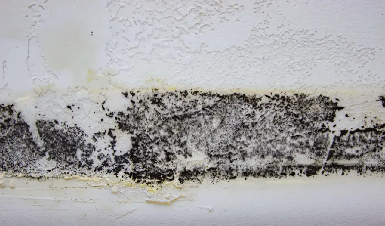 Schwarzer Belag auf weißer Wand, Anzeichen für Hausschwamm erkennen. Feuchte Stelle mit gelblichen Verfärbungen.