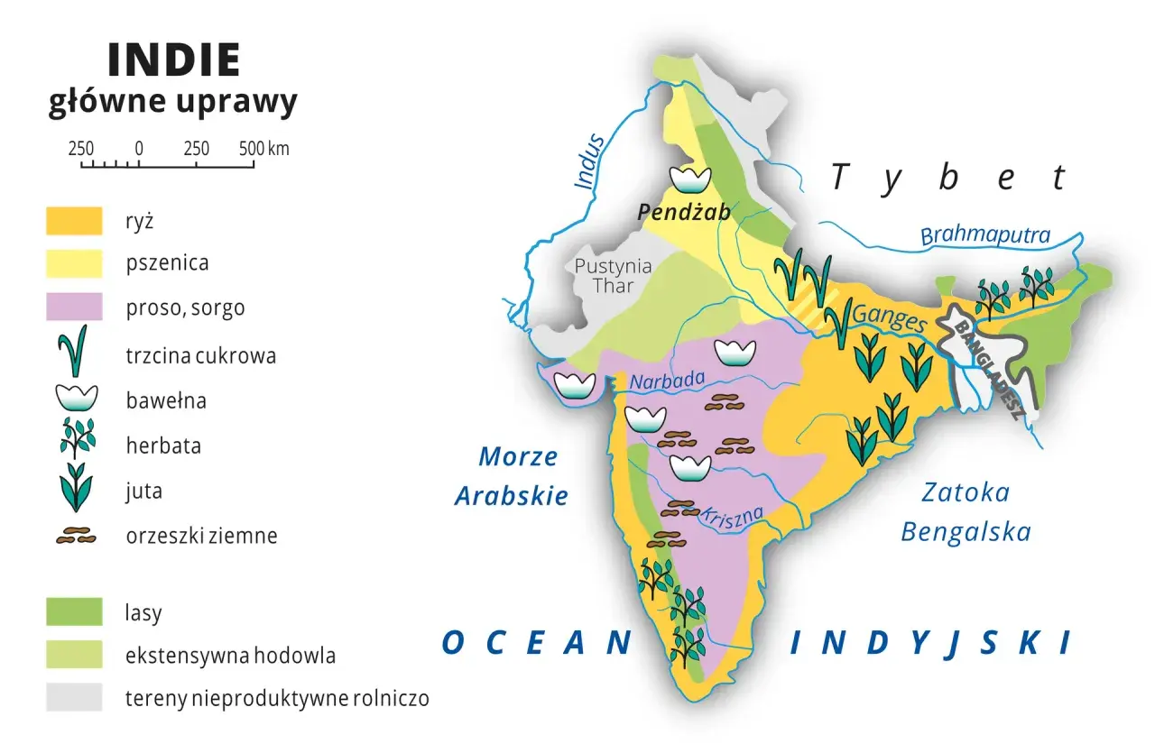 Mapa pokazuje główne uprawy w Indiach, kraju znanym z różnorodności rolniczej: ryż, pszenica, trzcina cukrowa, bawełna, herbata i inne.