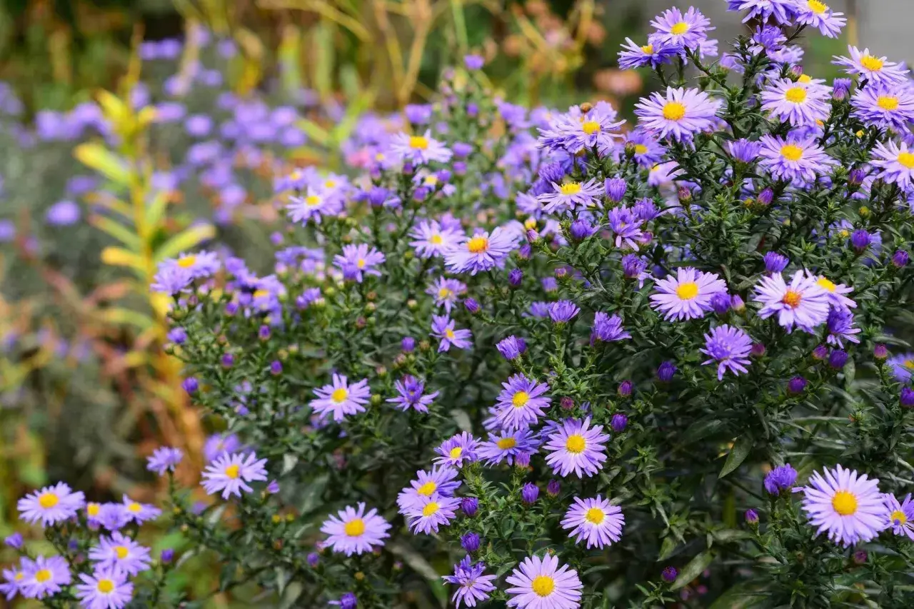 Ein Meer aus lila Astern, die noch blühen. Diese Blumen sind eine tolle Antwort auf die Frage: welche blumen kann ich jetzt noch pflanzen?