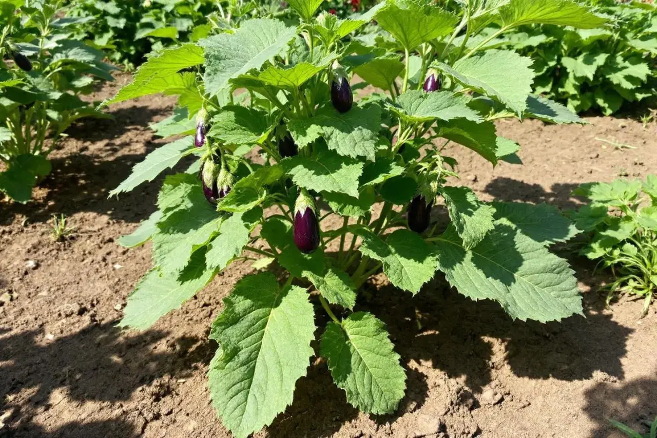 Plante d'aubergines en pleine terre, plusieurs fruits d'une belle taille aubergine commencent à se former sous les grandes feuilles vertes.
