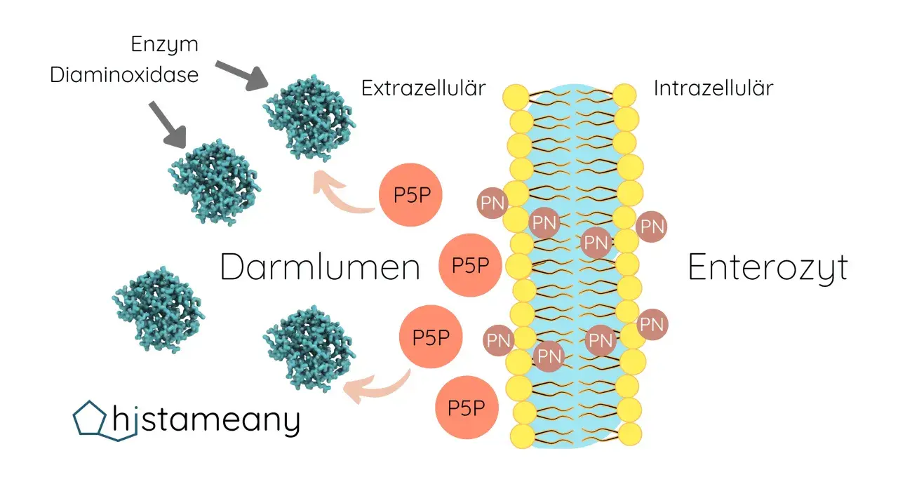 P5P (Vitamin B6) wird im Darm von Diaminoxidase verarbeitet. Die Wirkung von P5P ist die Aufnahme in Enterozyten.