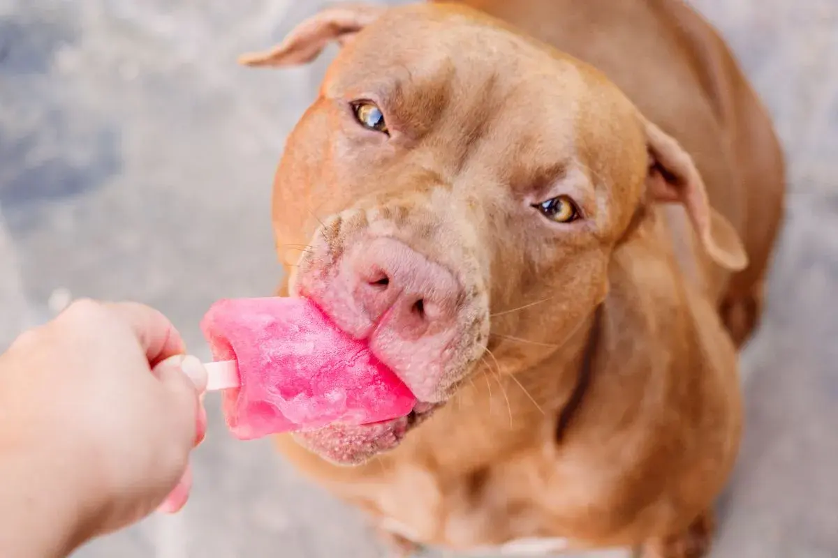 Ein brauner Hund schleckt genüsslich ein pinkes Hundeeis. Ein tolles Hundeeis Rezept für heiße Tage!