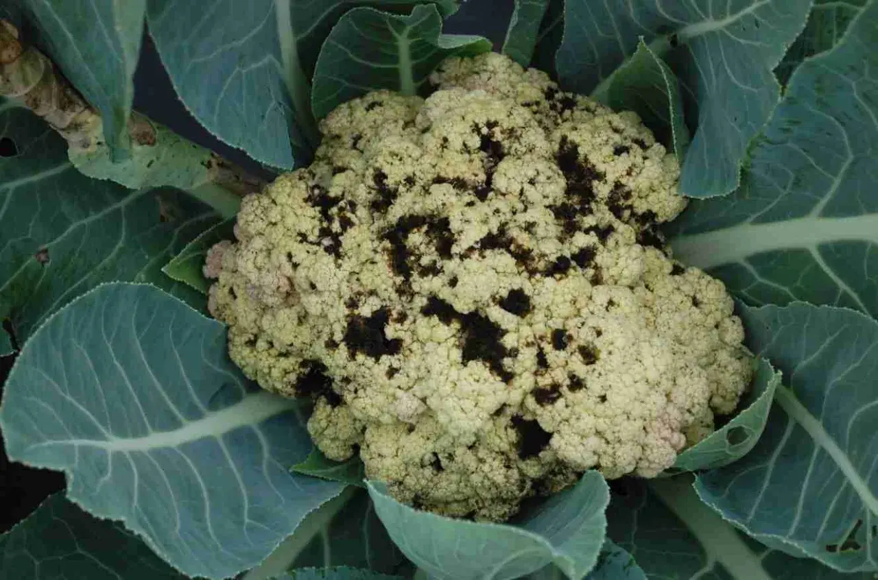 Cavolfiore con macchie scure, sintomo di malattie. Le foglie verdi circondano la testa malata.