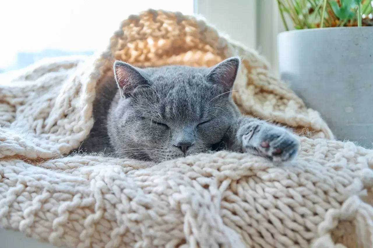 Un gato gris duerme acurrucado bajo una manta tejida. Parece que los gatos pasan frío y buscan calor.
