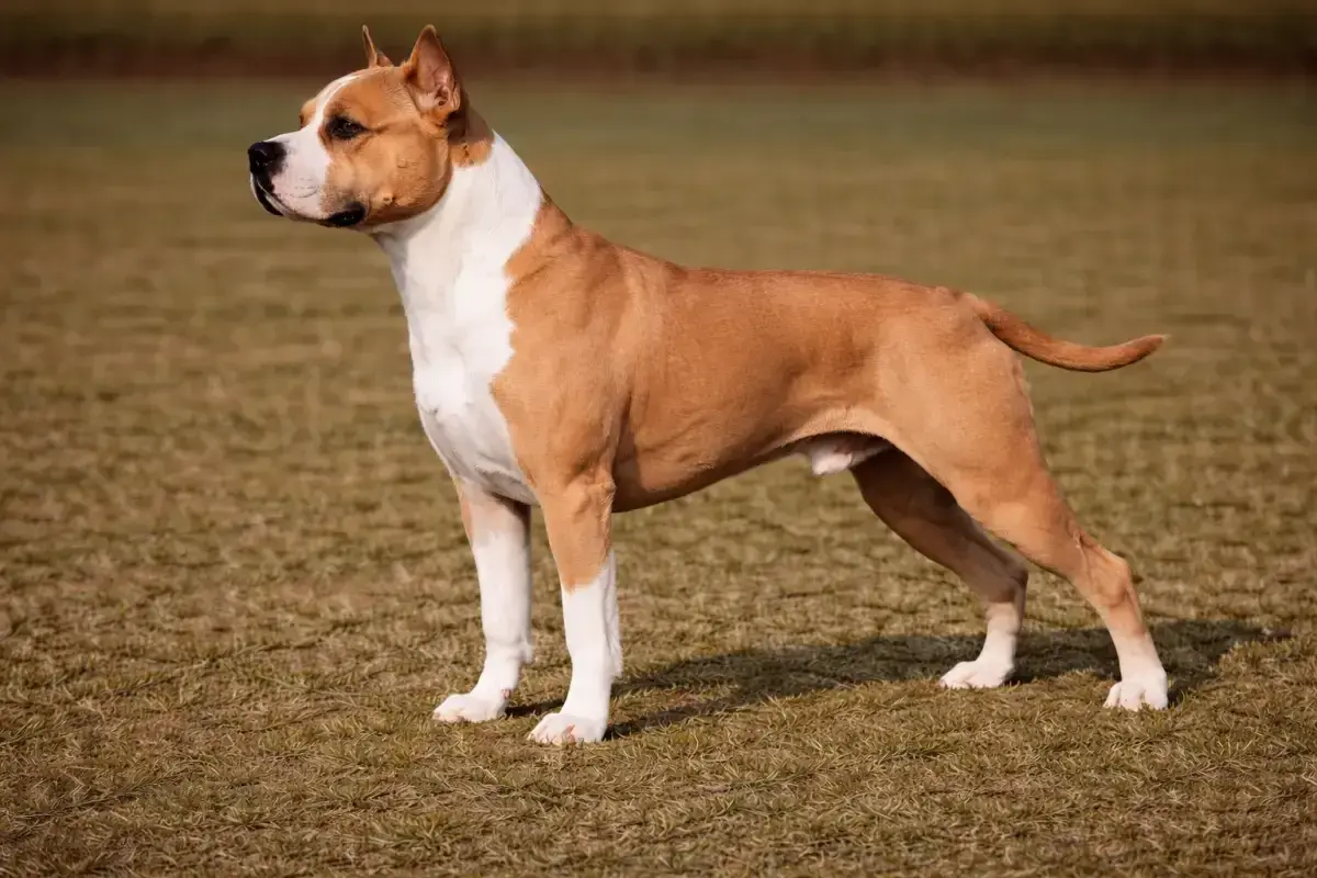 Ein stolzer American Staffordshire Terrier steht auf einer Wiese. Sein braun-weißes Fell glänzt in der Sonne.