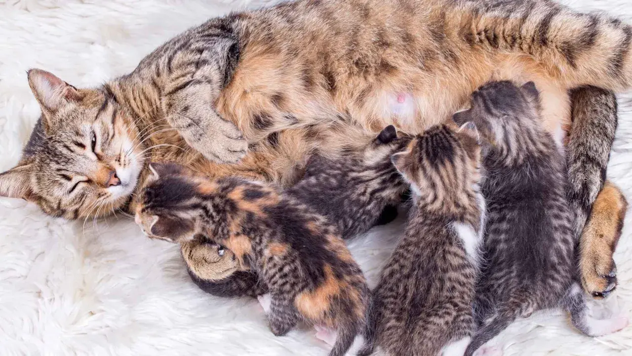 Una gata madre con sus recién nacidos gatitos mamando. El parto de una gata ha sido exitoso, creando esta tierna escena.