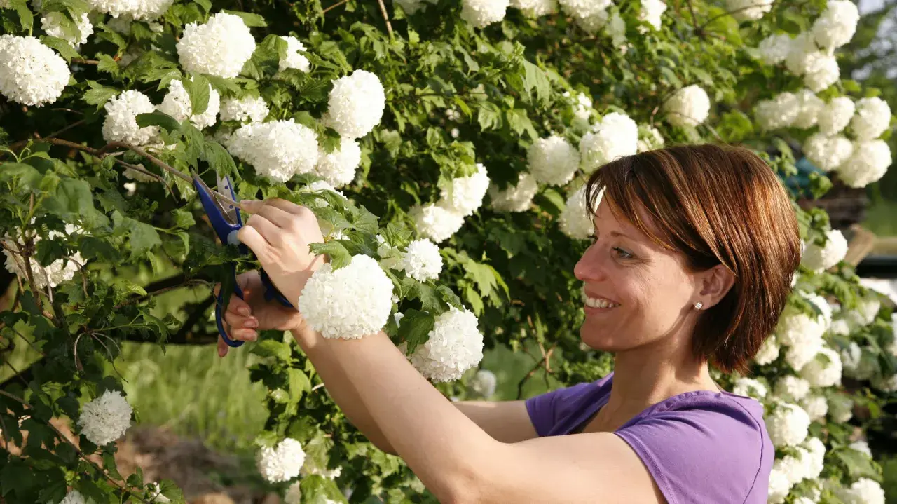 Frau schneidet mit einer blauen Schere einen Ast von einer üppigen Schneeball-Pflanze mit vielen weißen Blütenbällen.