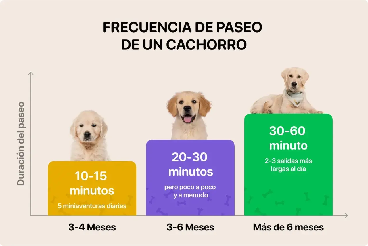La frecuencia de paseo de un cachorro varía: 10-15 min (3-4 meses), 20-30 min (3-6 meses), 30-60 min (más de 6 meses).
