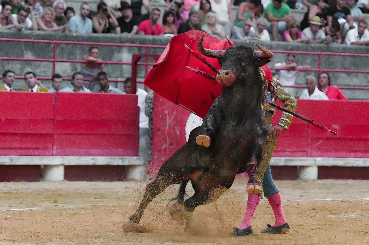 Un toro bravo embiste a un torero español en la arena, con el público observando.