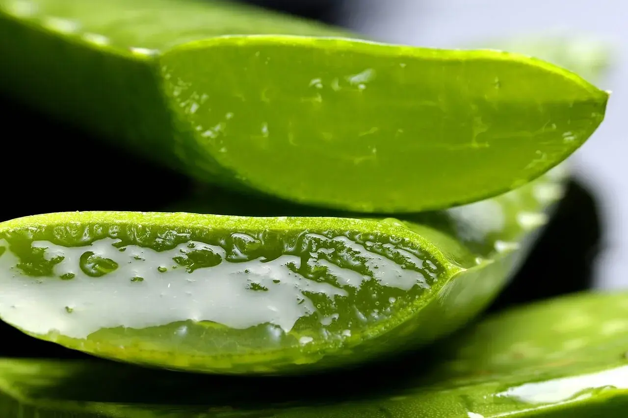Frische Aloe Vera Scheiben, ein natürliches Hausmittel gegen unreine Haut, mit ihrem heilenden Gel.