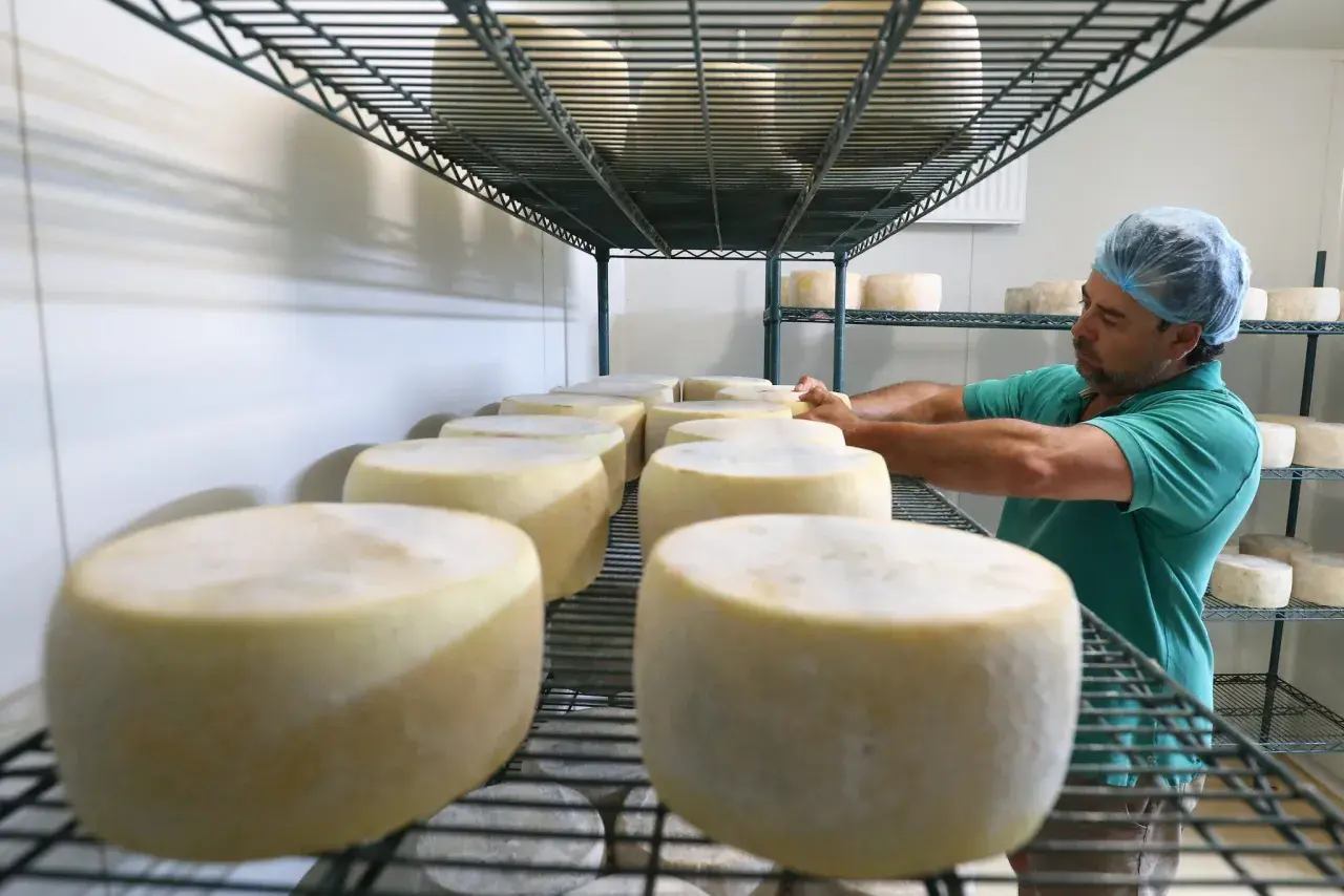 Formaggi senza caglio in maturazione su scaffali metallici, un casaro con cuffia controlla le forme.